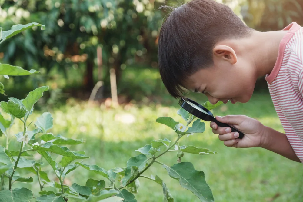 image of child looking through magnifying glass at flower at a forest school, which are screen free schools.